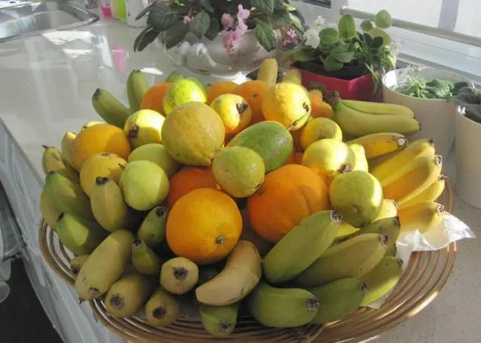 Summer House With Bbq And Garden Horta (Azores)