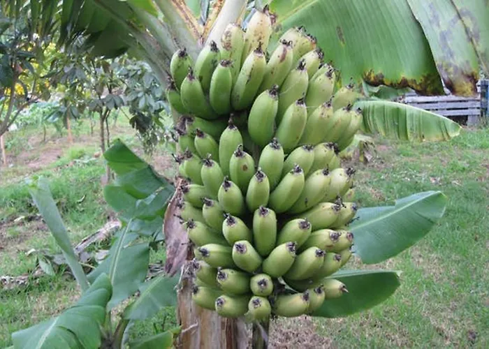 Summer House With Bbq And Garden * Horta (Azores)